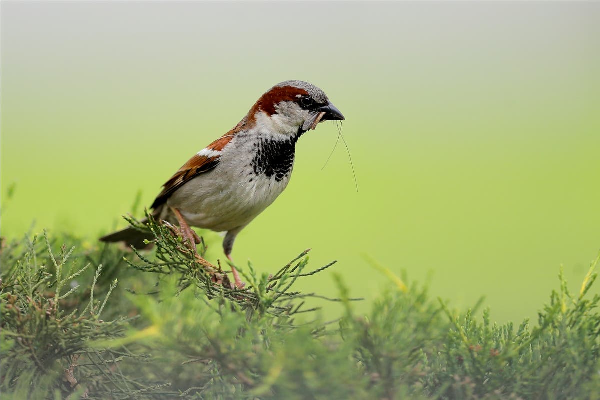 Birds nesting in agricultural lands more vulnerable to extreme heat, study finds Birds nesting in agricultural lands more vulnerable to extreme heat, study finds