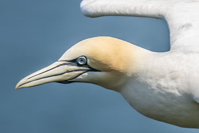 A sample of northern gannets and shag revealed immunity to a strain of avian influenza (Danny Lawson/PA)