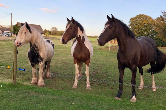 The rescued horses, left to right, Weirdo, Charm and Calypso, before the flooding (Leah Adams/PA Wire)