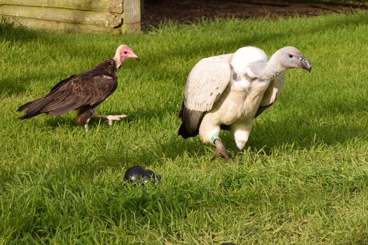 Frieda Hughes: The Road to Vultures | The Independent