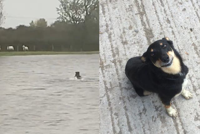 Sheepdog Patsy came to the rescue of three stranded ewes (Llyr Derwydd)