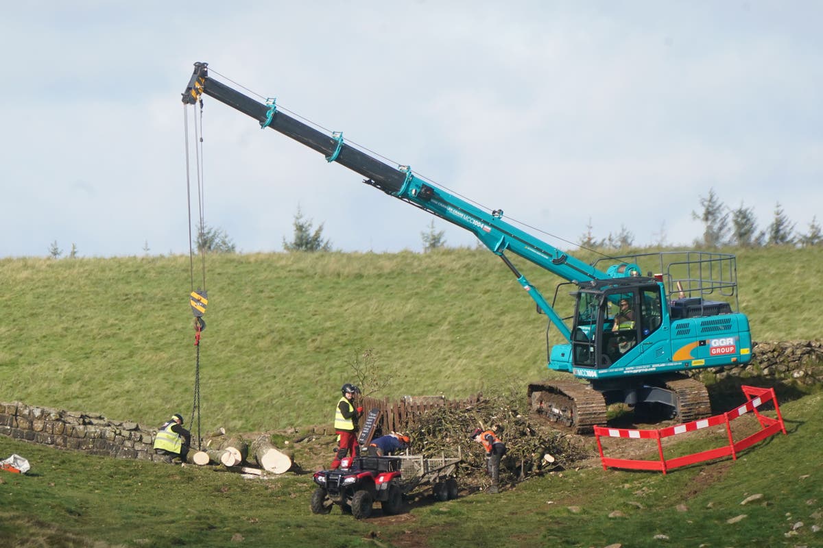 Sycamore Gap tree moved to secret location as souvenir hunters try to pinch piece of history
