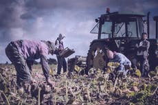 ‘All that is missing is a whip’: How Home Office ignored migrant worker abuses on farms