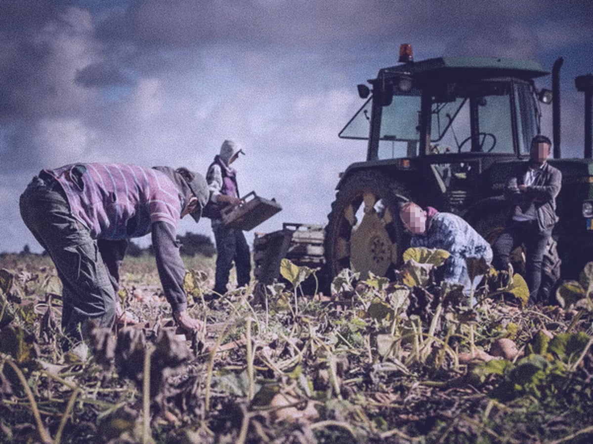 ‘All that is missing is a whip’: How Home Office ignored migrant worker abuses on farms