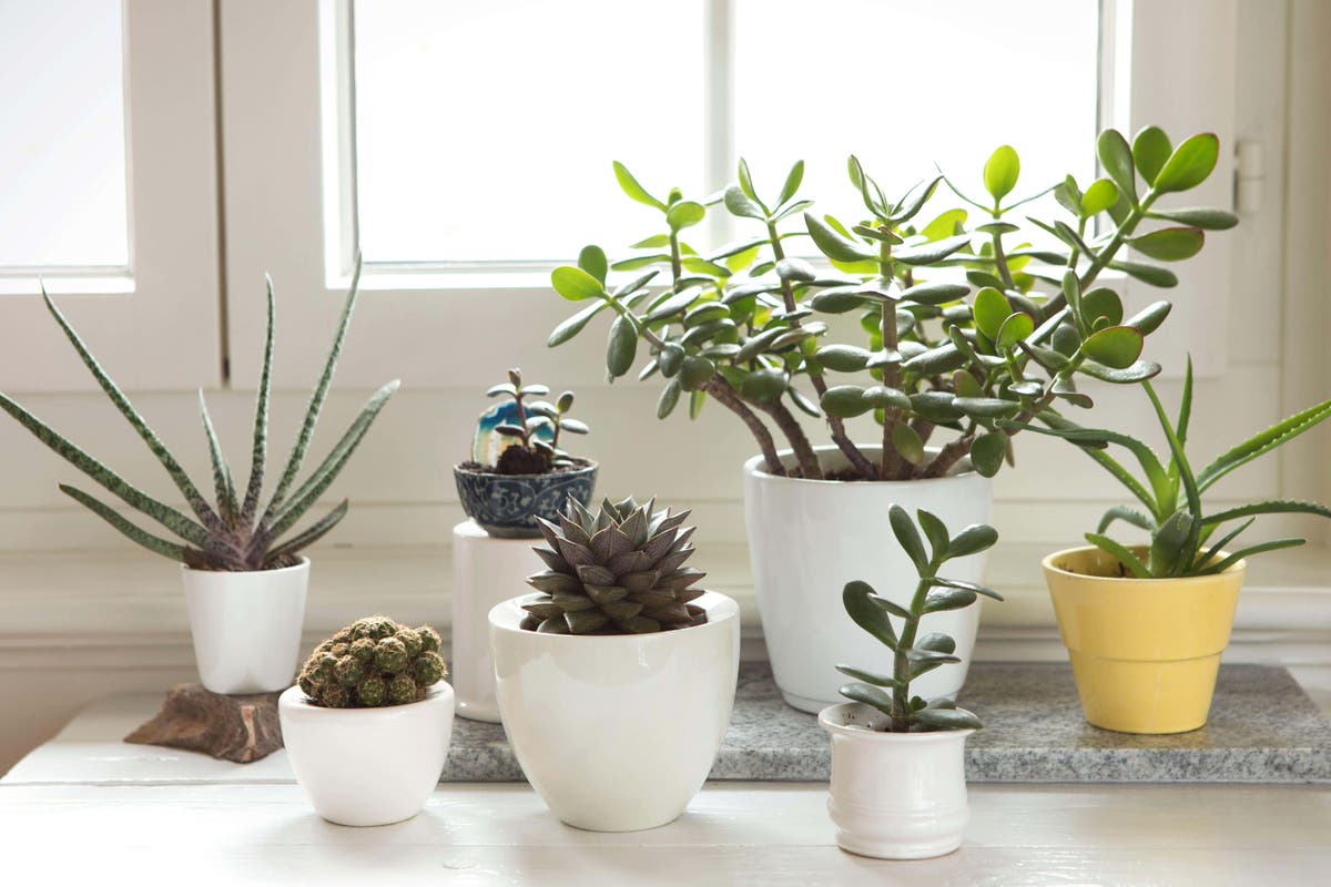 your houseplants | best star sign? Independent suit Which The