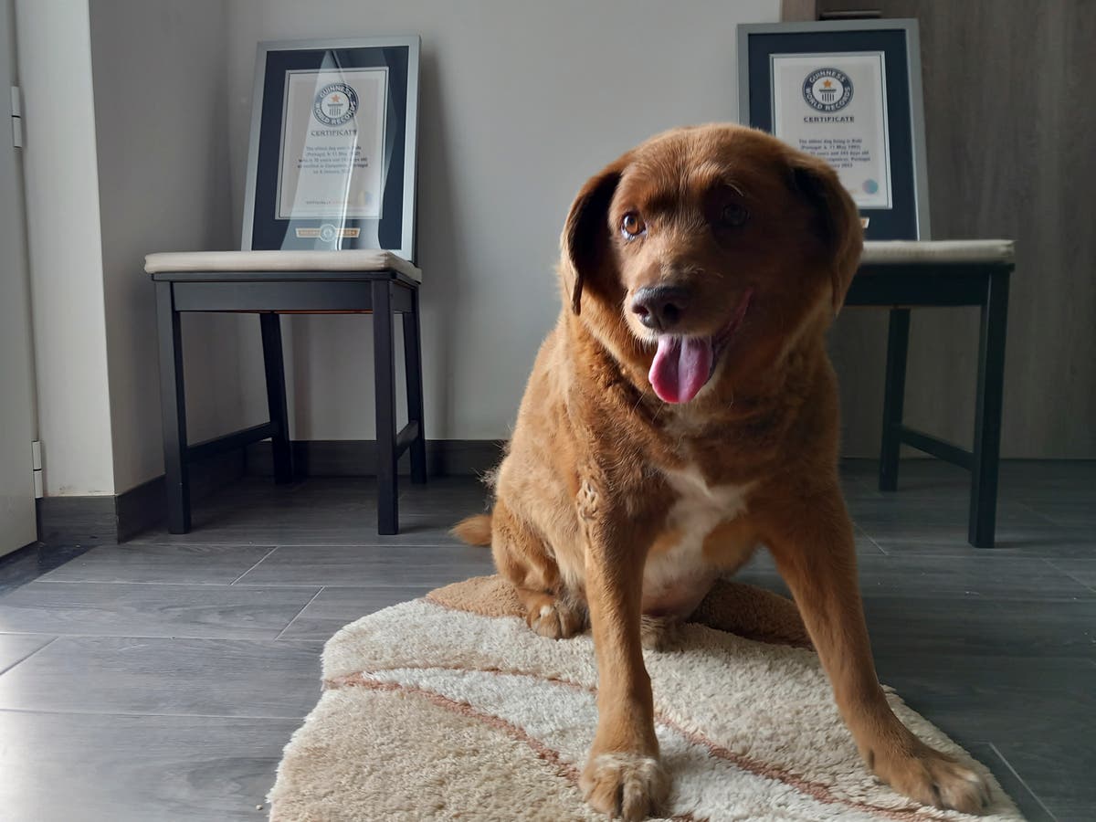 world-s-oldest-dog-dies-miscellaneous-and-personal-stuff-i-must-share