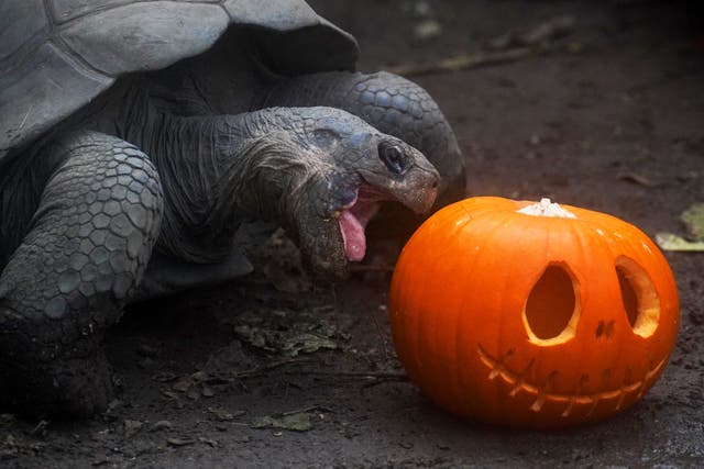 A Galapagos tortoise searches for Halloween treats (Jonathan Brady/PA)