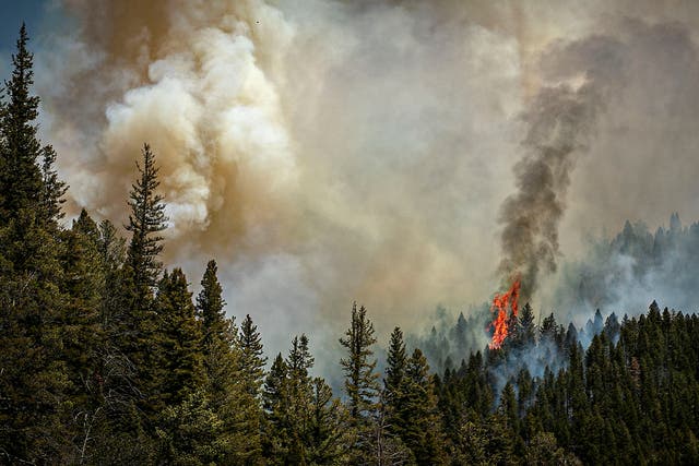 Wildfire New Mexico Deaths
