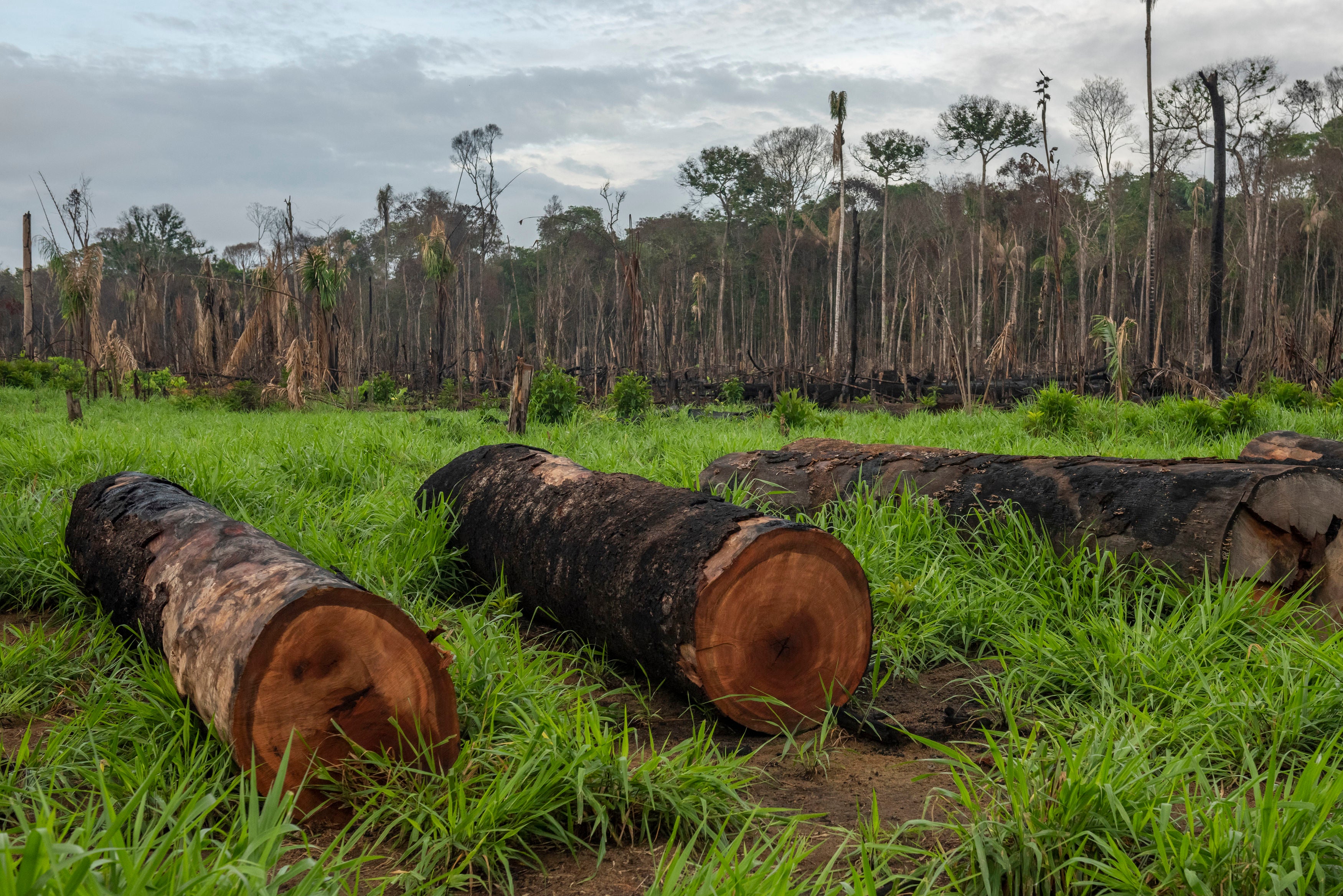 Logging is one of the extractive industries that are pushing tropical forests towards tipping points