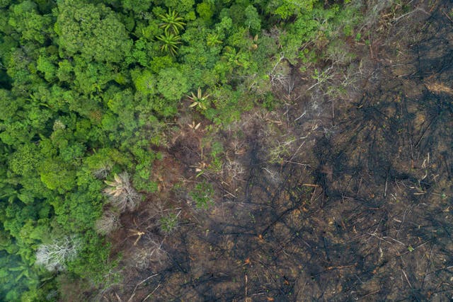 Deforestation has been taking place near Maues in the Amazon rainforest (Andre Dib/WWF-Brazil/PA)