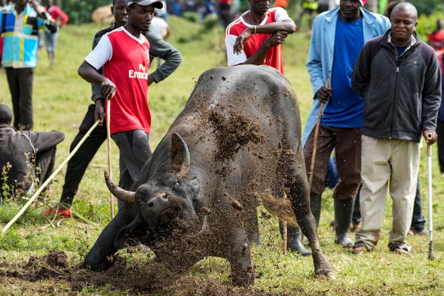 Kenya Bullfighting Competition Photo Gallery