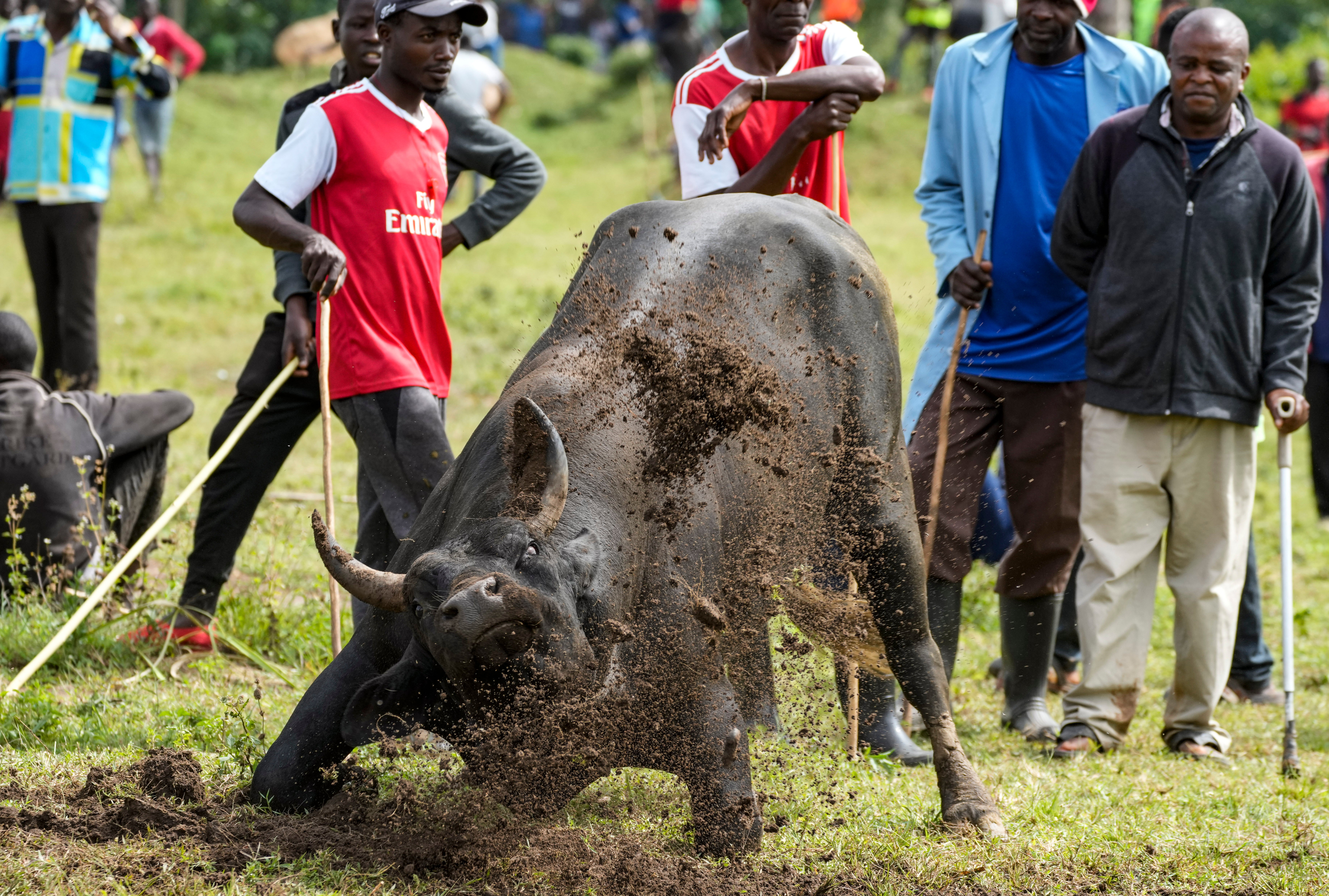 REP-GEN KENIA-TOROS FOTOGALERIA