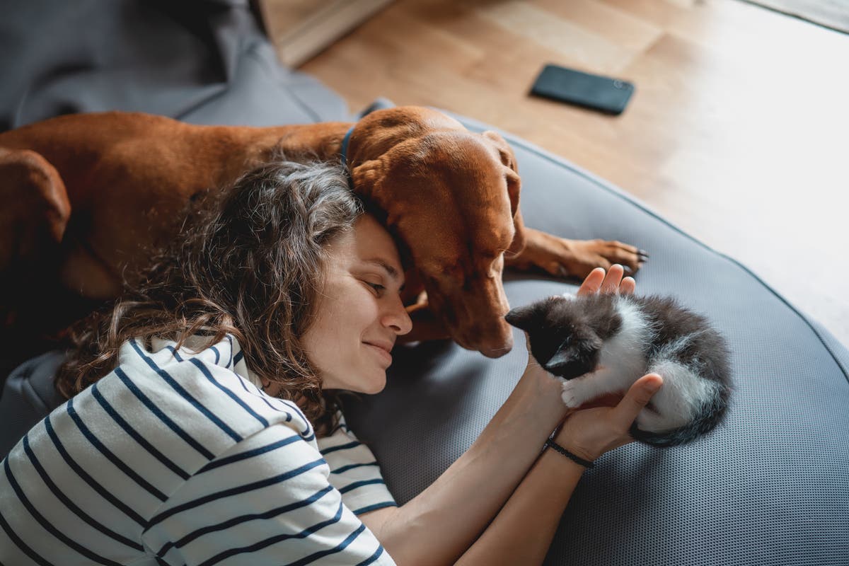 Pet owners who rent welcome sweeping changes to renters reform bill
