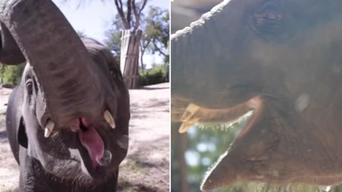 Brazos the baby Elephant has bubble blowing birthday bash at Texas zoo