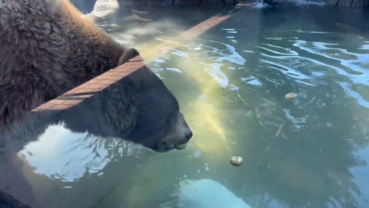 Black bear goes bobbing for apples in pool at Oakland Zoo