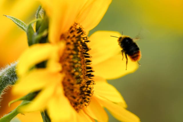 Bumblebees prioritise getting maximum calories in the shortest time, research has found (Jacob King/PA)