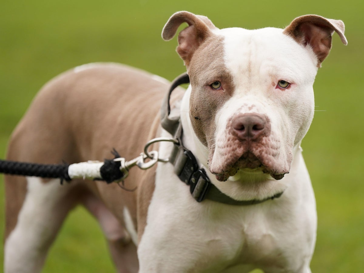 Events from October 14 – August 24, 2024 – THE AMERICAN BULLY KENNEL CLUB