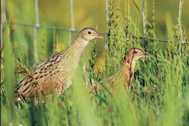 The RSPB has welcomed an increase in the number of calling male corncrakes in Scotland (Chris Gomersall/RSPB Images/PA)