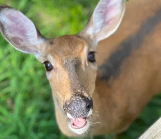 Annie the deer was killed by a police officer