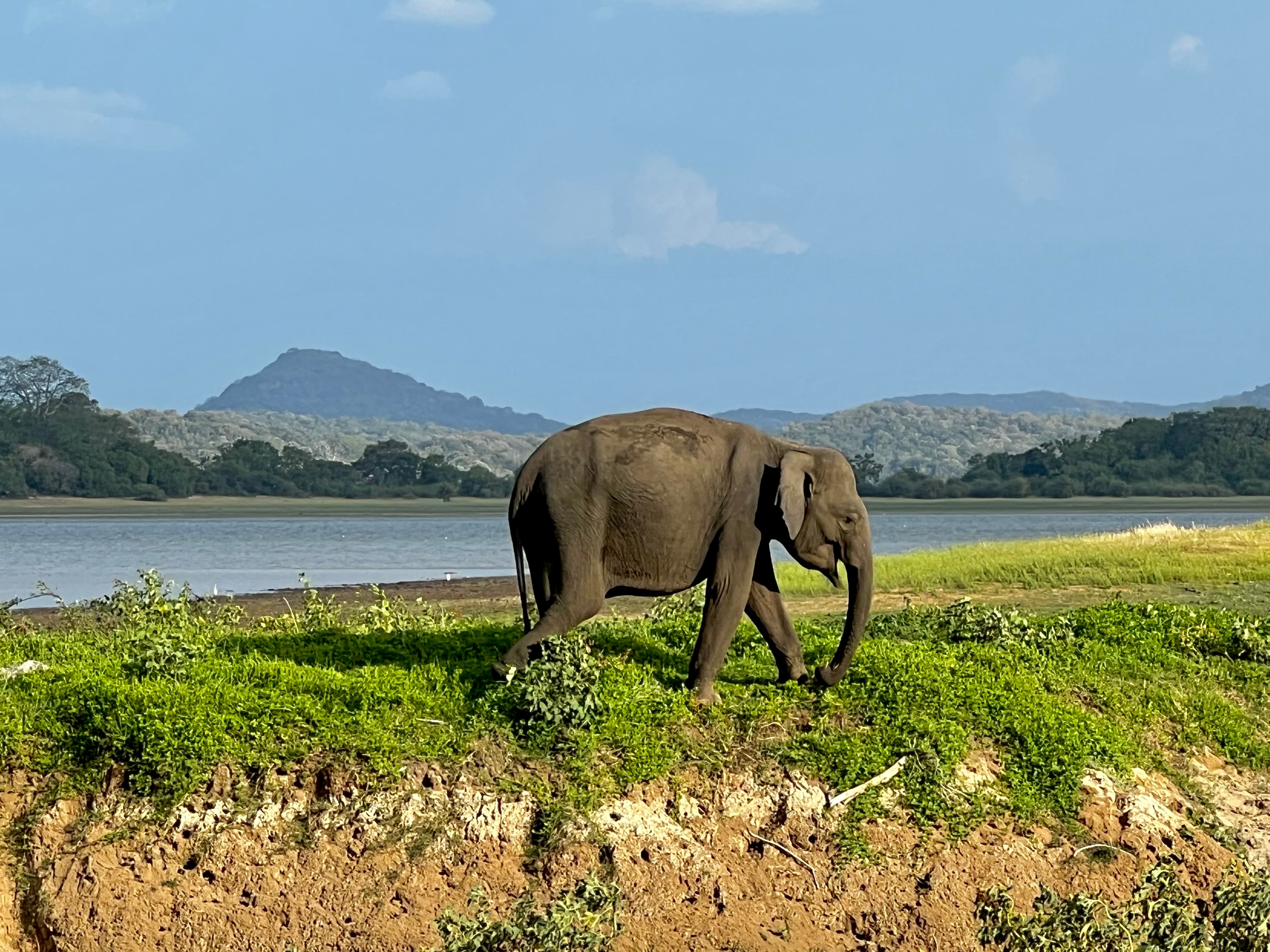 <p>Safari spot: Sightings of Sri Lankan elephants are easy to come by </p>