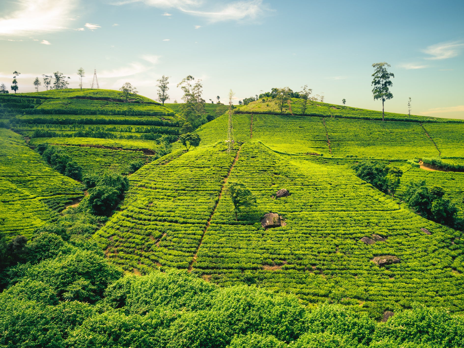 <p>Cuppa creators: Sri Lanka is strewn with tea plantations </p>