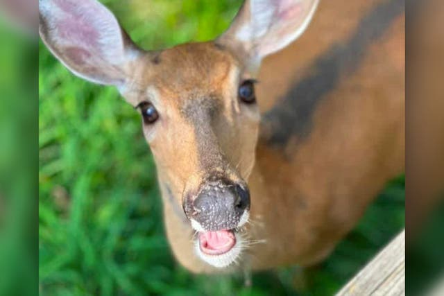 <p>Annie the deer was killed by a police officer</p>