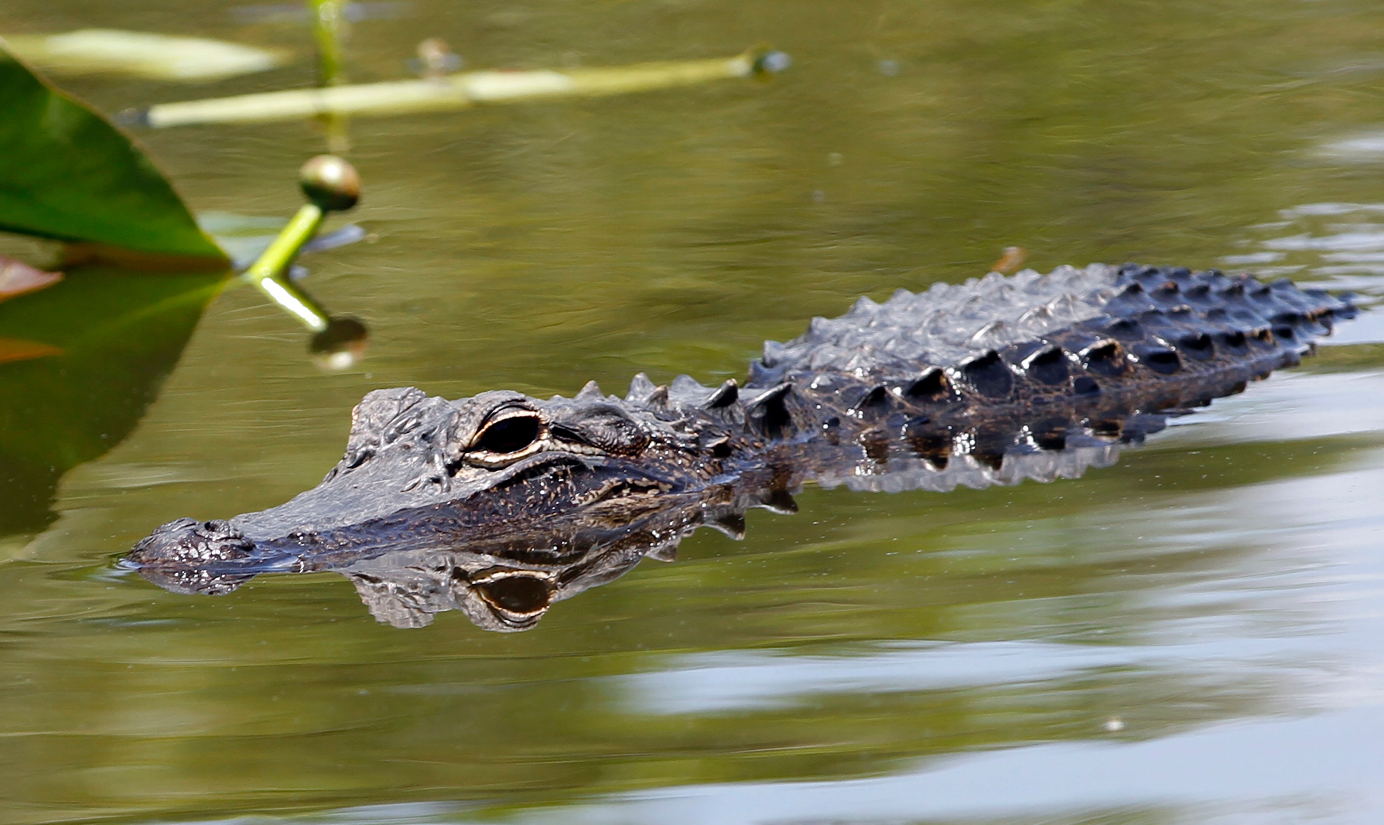 An alligator swims in Florida