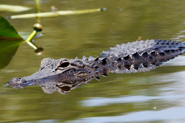 <p>An alligator swims at the Everglades National Park, Florida on April 23, 2012</p>