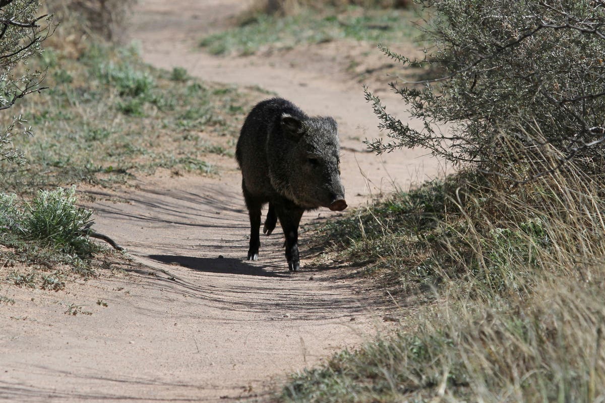 A warmer than usual summer blamed for hungry, hungry javelinas ripping through Arizona golf course - Vimarsana News