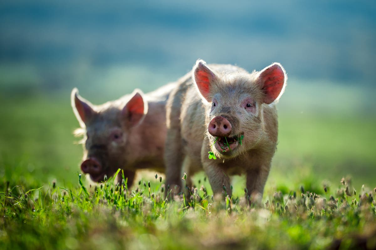 Обединеното кралство регистрира случай на свински грип в рядък щам, разпространяван между прасета и хора