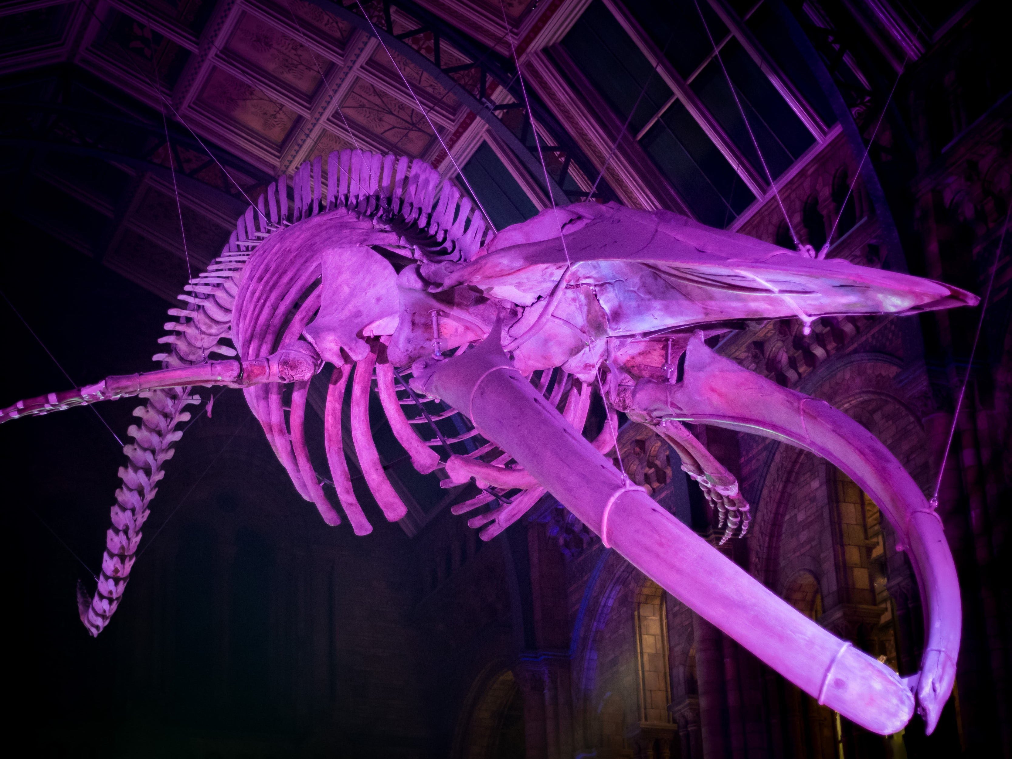 Night at the Museum fans will love spine-chilling after-hours fun at the Natural History Museum
