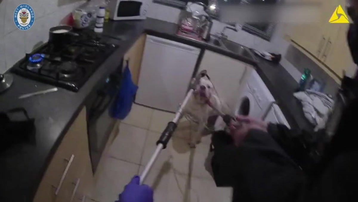 Watch how police seize dangerous dogs in new bodycam footage