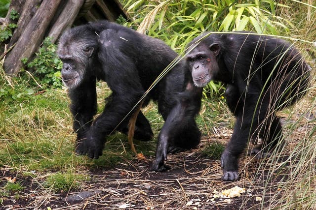 The team studied the Ngogo community of wild chimpanzees in western Uganda (Danny Lawson/PA)