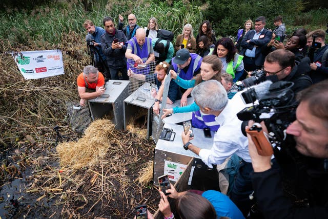 A family of beavers was released in Ealing, west London, with support from the city’s mayor (James Manning/PA)