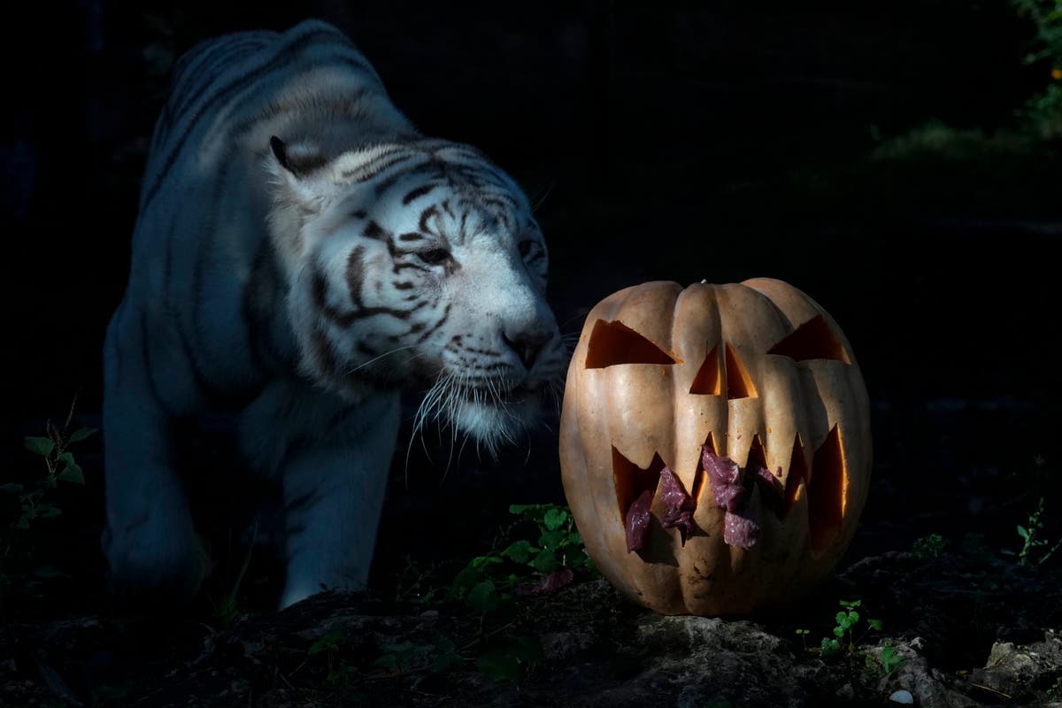 AP Week in Pictures: Global | Oct. 20 - 26, 2023 AP Week in Pictures: Global | Oct. 20 - 26, 2023