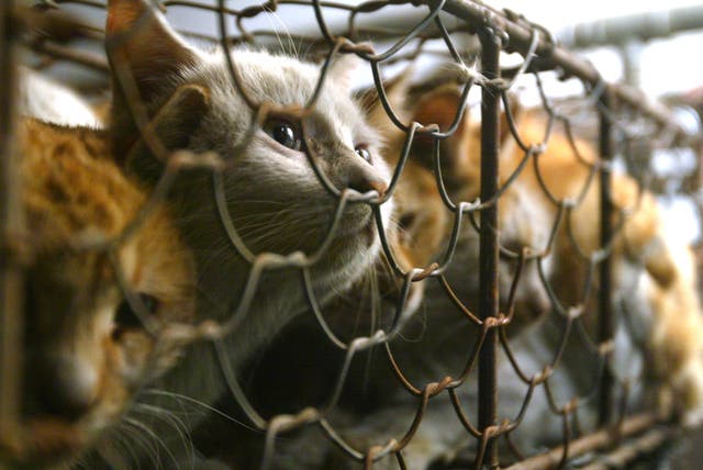 <p>File: Cats are seen caged after being rescued from a Tianjin market in China</p>