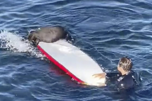 <p>The surfboard snatching otter now has a new baby </p>