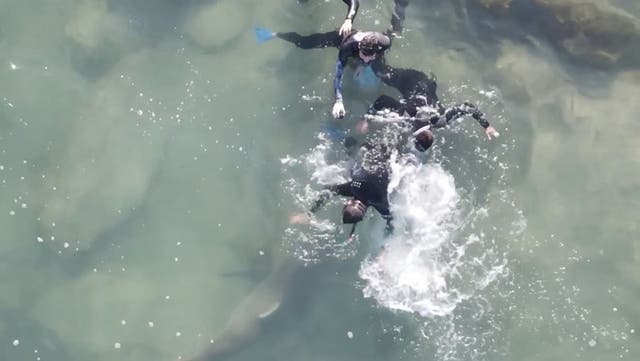 <p>Drone footage captures moment sharks surround ‘frightened’ snorkelers.</p>