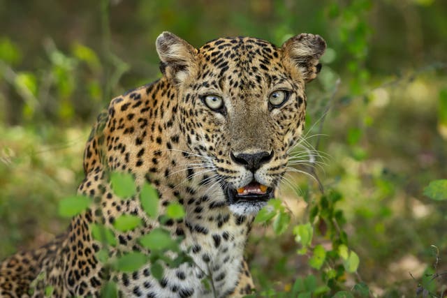 A Sri Lankan leopard photographed in Yala National Park, Sri Lanka, for the photobook series (Kevin Dooley/Remembering Leopards/PA)