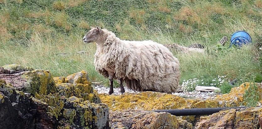 A sheep stranded on the edge of a Scottish cliff for two years has been dubbed ‘Britain’s loneliest’