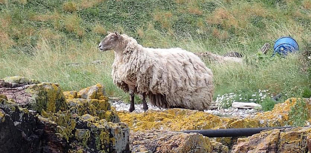 Britain’s ‘loneliest sheep’ stranded on Scottish cliff for two years