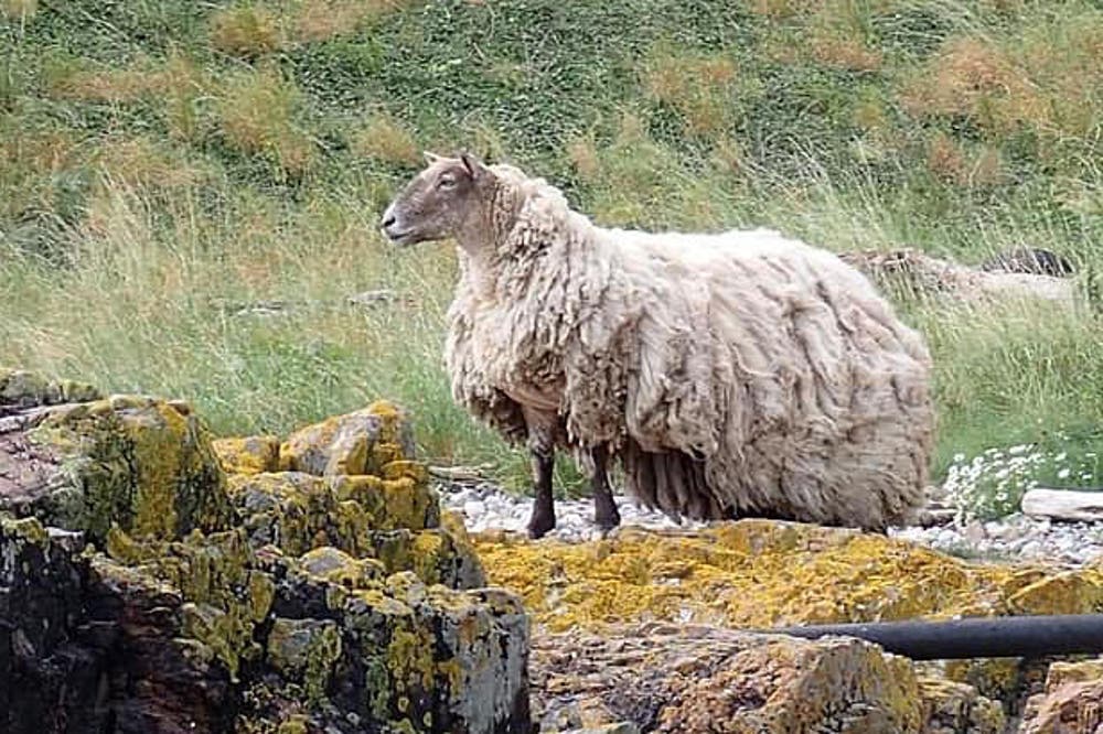 Stranded Sheep Scotland Britain’s loneliest sheep ‘stranded on Scottish cliff for two years ...