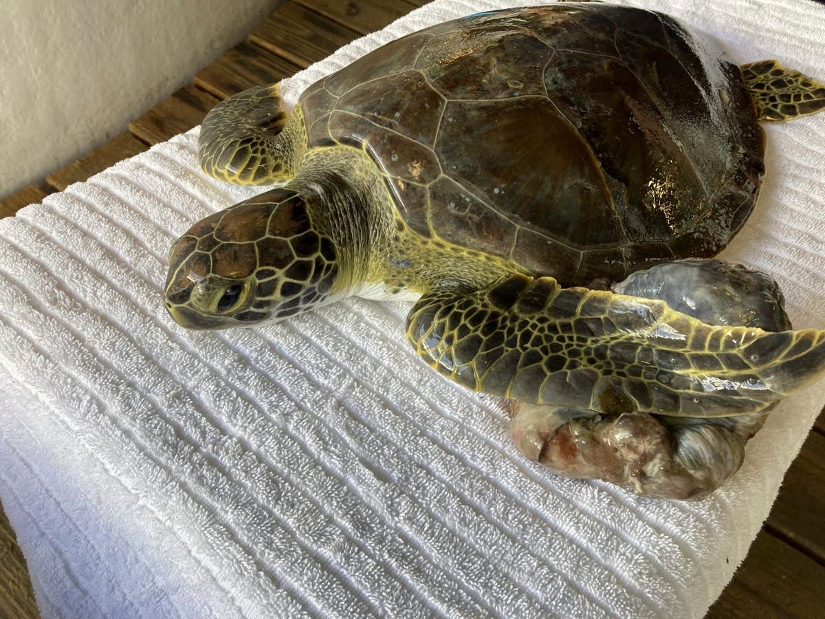 3 sea turtles released into their natural habitat after rehabbing in ...