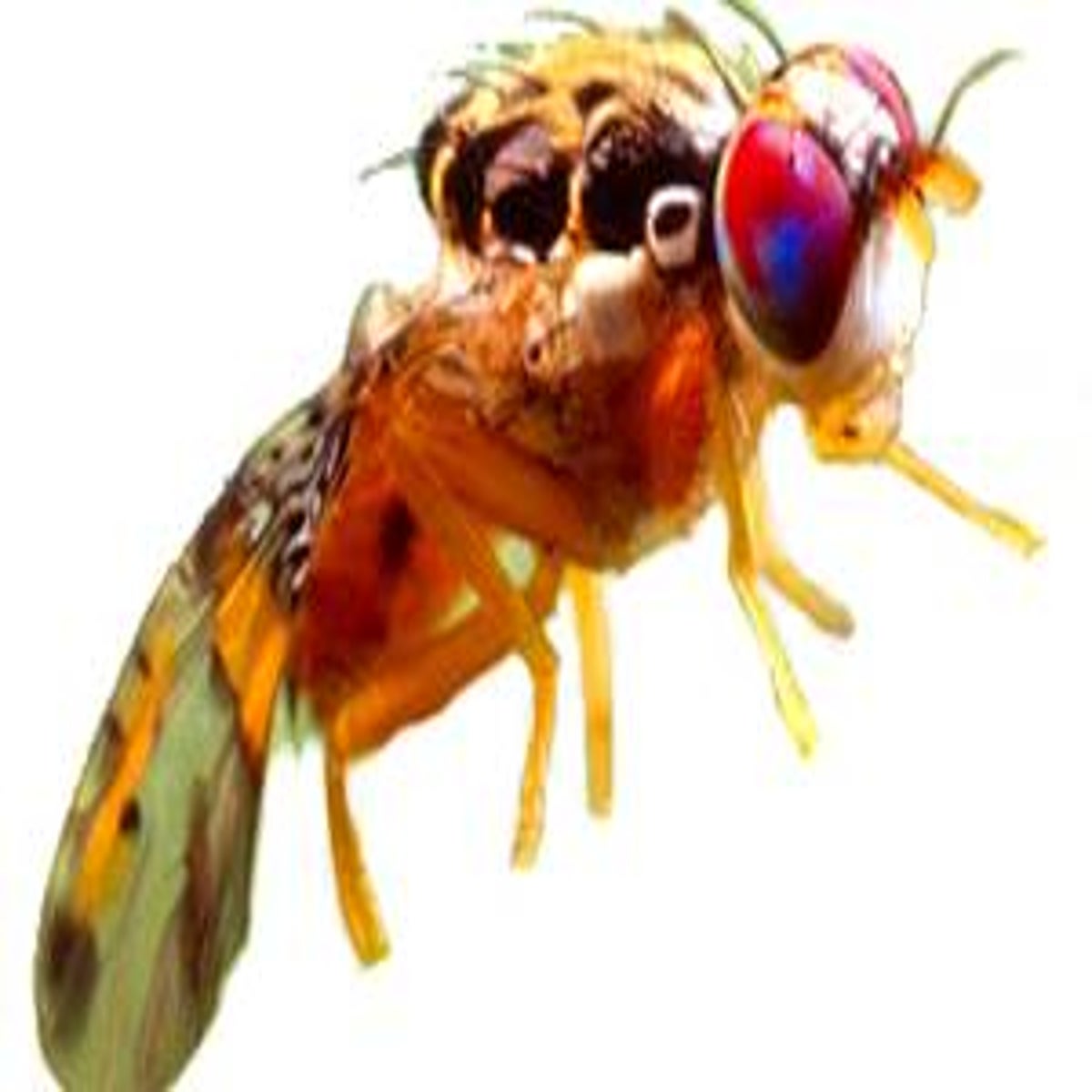 Will a Fruit Fly Population Eventually Die Off? – Dr. Killigan's