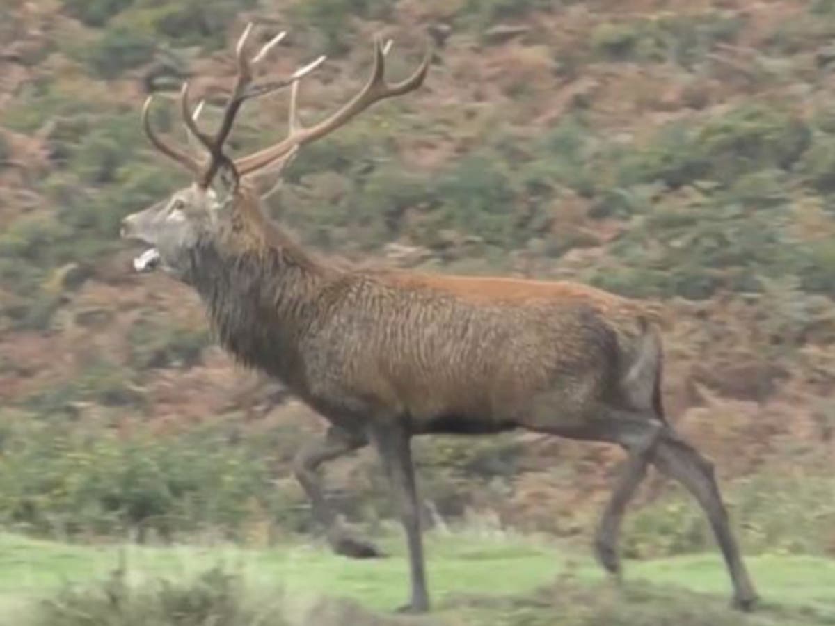 Police probe hunt as stag chased by pack of 'cruel and sadistic' riders - Vimarsana News