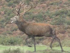 Police probe hunt as stag chased by pack of ‘cruel and sadistic’ riders