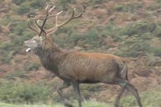 Police probe hunt as stag chased by pack of ‘cruel and sadistic’ riders