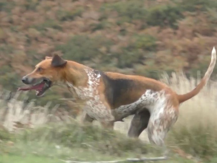 Hunt hounds joined the chase