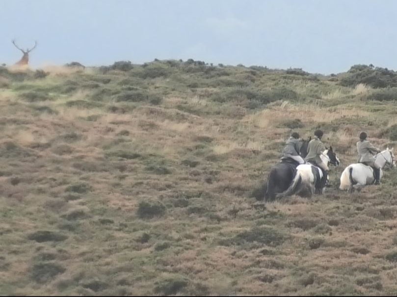 The hunters chase the animal up a hill