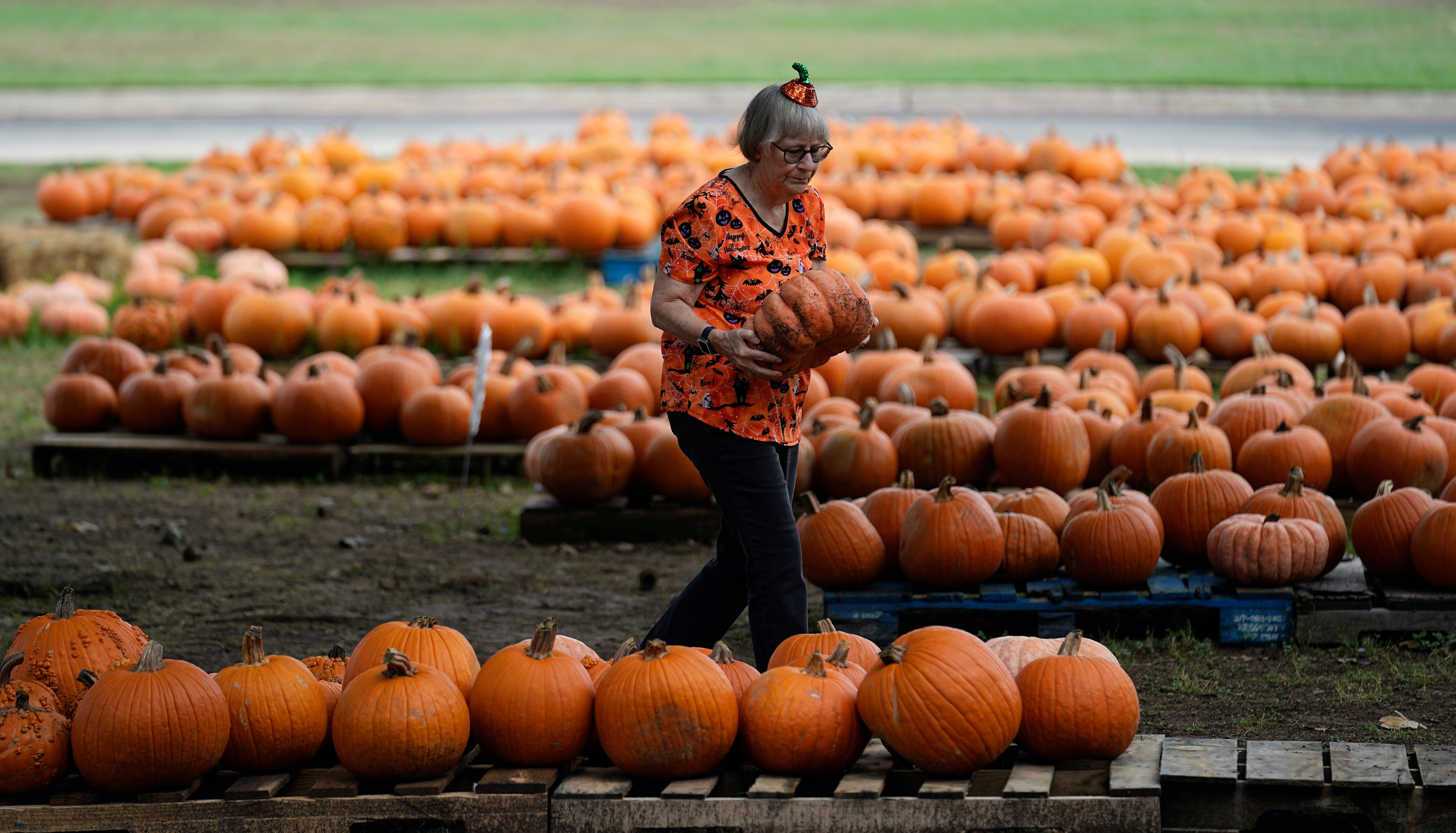 Drought Pumpkins
